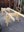 sawhorse.JPG